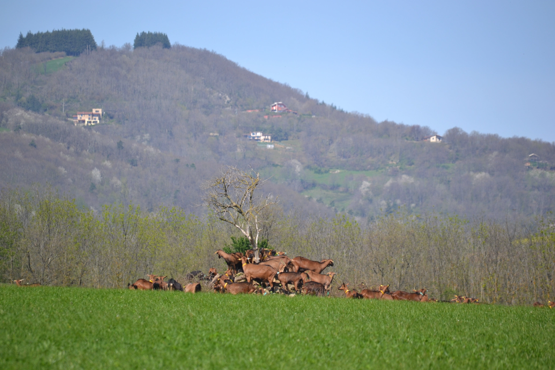 Chèvres dans un pré